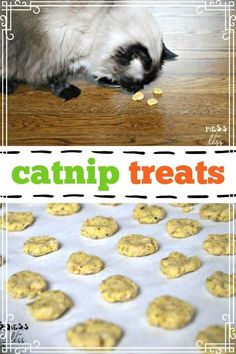 catnip treats on a cookie sheet and in front of a baking pan with cookies