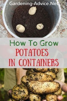 how to grow potatoes in containers