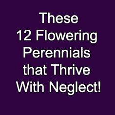 the text reads, these 12 flowering perennials that thrive with negative effects