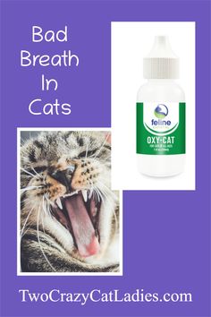 a cat with its mouth open and the caption bad breath in cats is below it