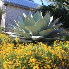 a large succulent plant sitting in the middle of a flower garden next to yellow flowers