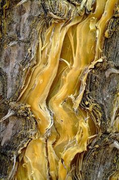 the bark of a tree has been painted yellow and brown