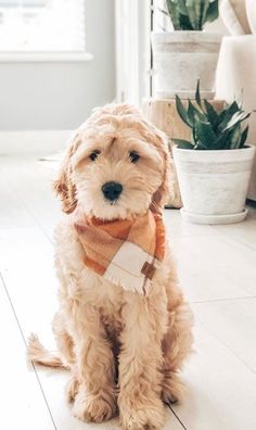 a dog sitting on the floor with a scarf around it's neck and looking at the camera