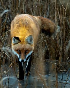 a red fox walking through tall grass and water