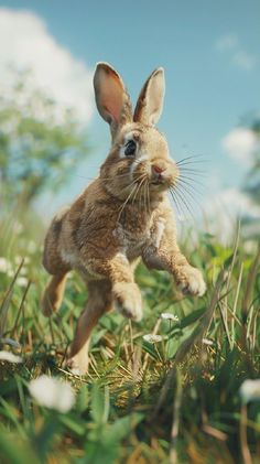 a small rabbit running through the grass