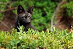 a small black animal sitting in the middle of some green grass and bushes with yellow eyes