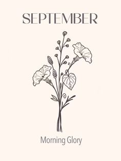 the cover of a book with flowers on it, and text that reads,'morning glory