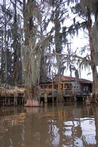 the water is brown in color and has trees growing out of it, along with houses on stilts