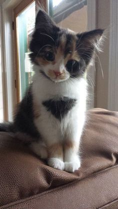 a small kitten sitting on top of a brown couch next to a window in a living room