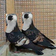 two black and white birds standing next to each other