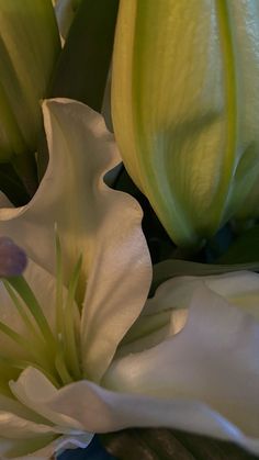 a close up view of some white flowers