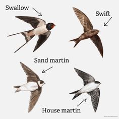 four different kinds of birds flying in the air with words below them that describe sand martin, house martin and swiff