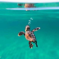 a baby turtle swimming in the ocean