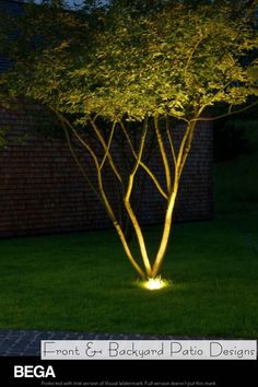 an illuminated tree in the grass at night