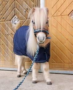 a small pony wearing a blue coat and pulling it's rope around its neck