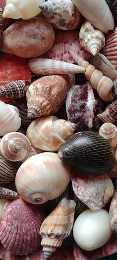 many seashells are grouped together in a bowl