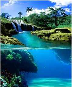 an underwater view of a waterfall in the ocean with corals and fish swimming below