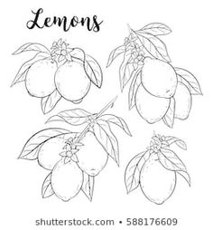 lemons with leaves and flowers on a white background, hand drawn in black ink