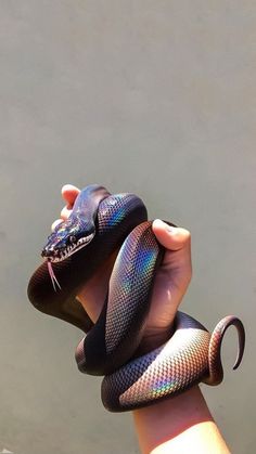 a person holding a small snake in their hand