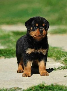 a small black and brown puppy standing on top of grass