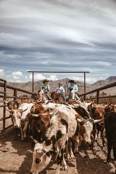 three men on horses herding cattle in the desert