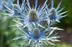 the blue flowers are blooming in the garden