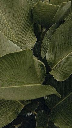 large green leaves are growing on the tree