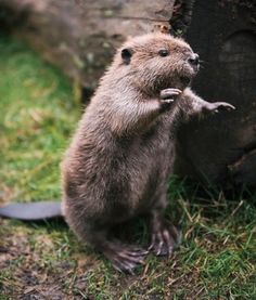 a small rodent standing on its hind legs in front of a tree trunk and grass