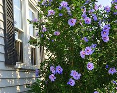 blue flowers in front of a white house