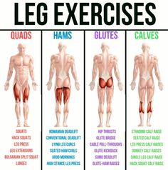 an image of the different muscles and their corresponding names on a white background with text that says leg exercises