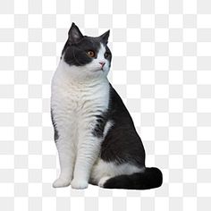 a black and white cat is sitting down