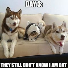 three dogs and a cat sitting on a couch with the caption'day 59 they still suspect nothing '