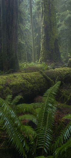 a lush green forest filled with lots of trees covered in ferns and mossy rocks