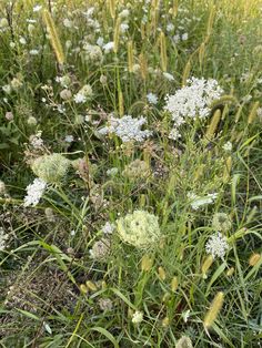 some white flowers and green grass in the sun