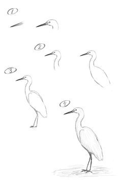 four birds are standing in the middle of a drawing