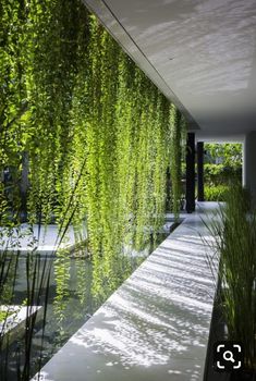 the walkway is lined with green plants and water