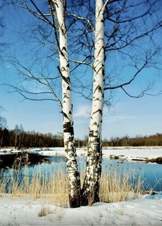 two white birch trees stand in the snow near a pond and snowy ground with water