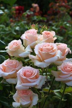 a bunch of pink and white roses in a garden