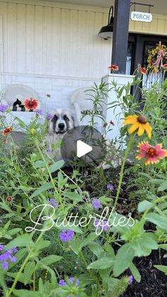 a dog sitting in the middle of some flowers