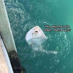 a white animal floating in the ocean next to a dock with words above it that read hey, welcome to the ocean wanna swim?