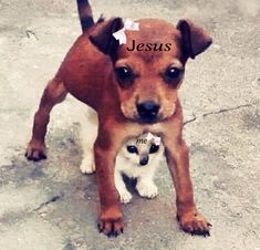 a dog and cat standing next to each other with the word jesus written on it