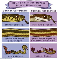 how to tell a gartersake from a ribbon snake