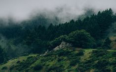 a green hillside covered in trees and fog