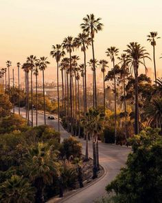 palm trees line the side of a road