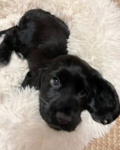 a black dog laying on top of a white rug