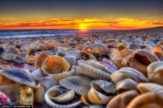 many seashells are gathered together on the beach as the sun sets over the ocean