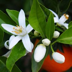 some white flowers and green leaves on a tree