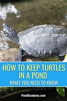 a turtle with the words how to keep turtles in a pond what you need to know