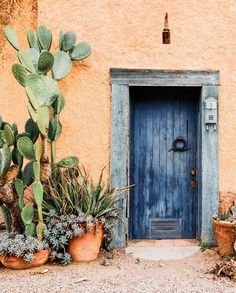 a blue door surrounded by potted plants and cacti