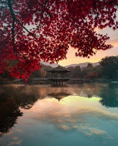 red leaves are hanging over the water at sunset